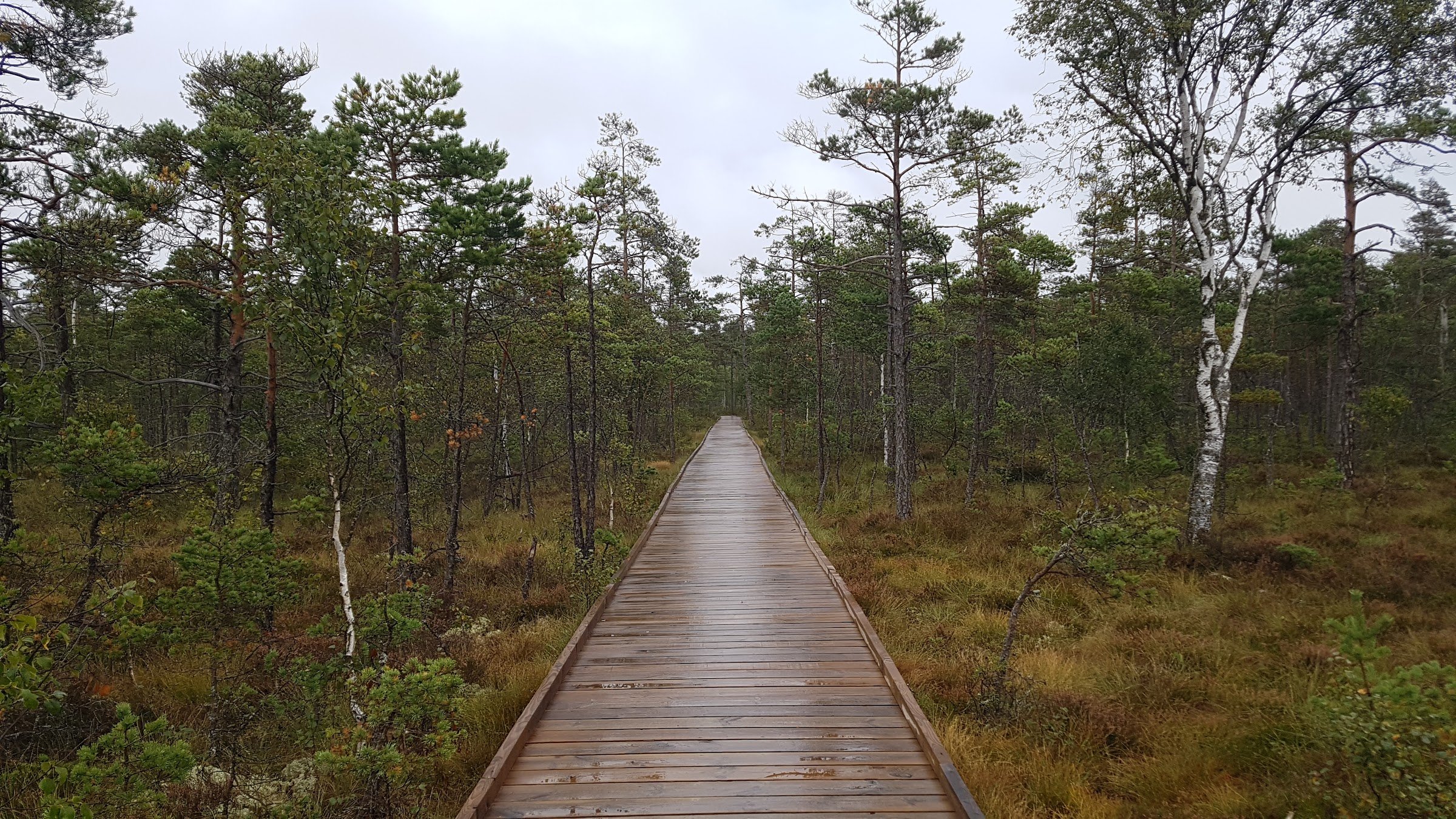 Dumme mosse (Dumme Mosse Nature Reserve)